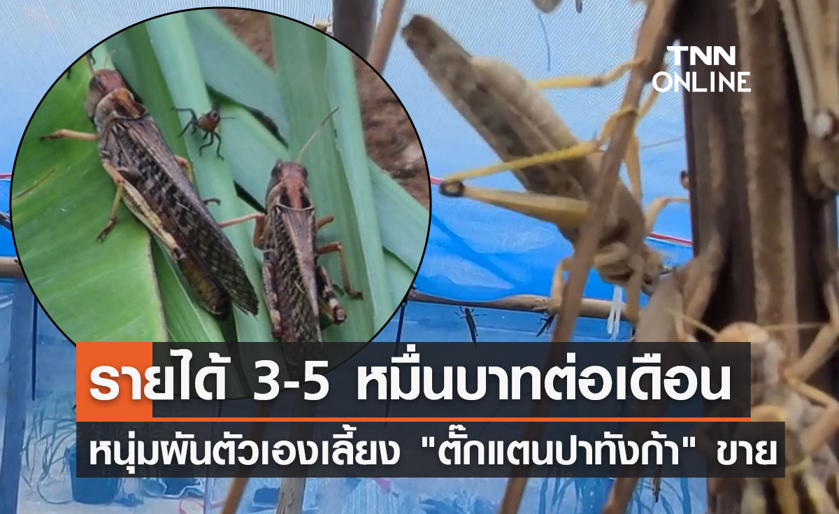 "ตั๊กแตนปาทังก้า"ฟีเวอร์! สร้างรายได้ 3-5 หมื่นบาทต่อเดือน