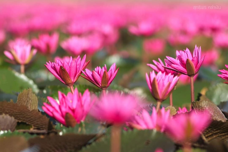 “ทุ่งดอกบัวแดงบึงบอระเพ็ด” จ.นครสวรรค์ บานสะพรั่งพร้อมรับนักท่องเที่ยว “ทุ่งดอกบัวแดงบึงบอระเพ็ด” จ.นครสวรรค์ บานสะพรั่งพร้อมรับนักท่องเที่ยว