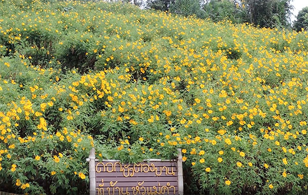 เปิดที่เที่ยวเชียงราย ปี 2564 ‘ดอยหัวแม่คำ’ ดอกบัวตองงามตะการตา เปิดที่เที่ยวเชียงราย ปี 2564 ‘ดอยหัวแม่คำ’ ดอกบัวตองงามตะการตา