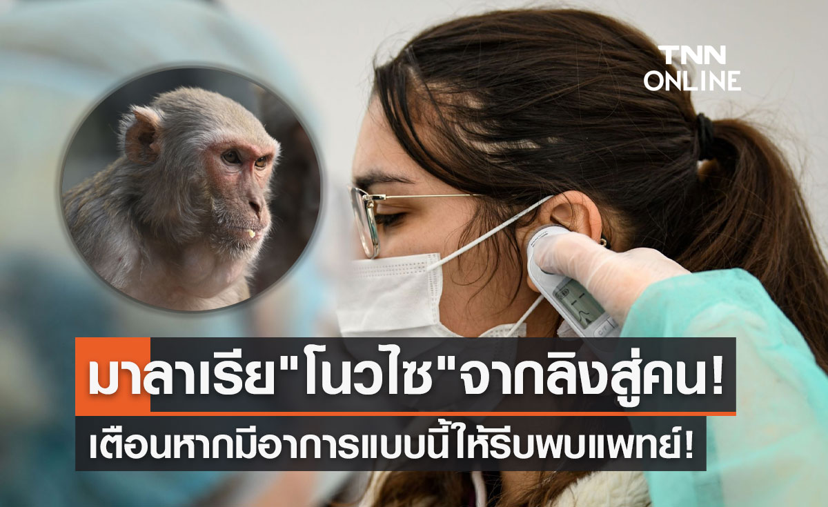 เตือนใกล้ชิด"ลิง"ระวังไข้มาลาเรีย "โนวไซ" หากมีอาการแบบนี้ให้รีบพบแพทย์!