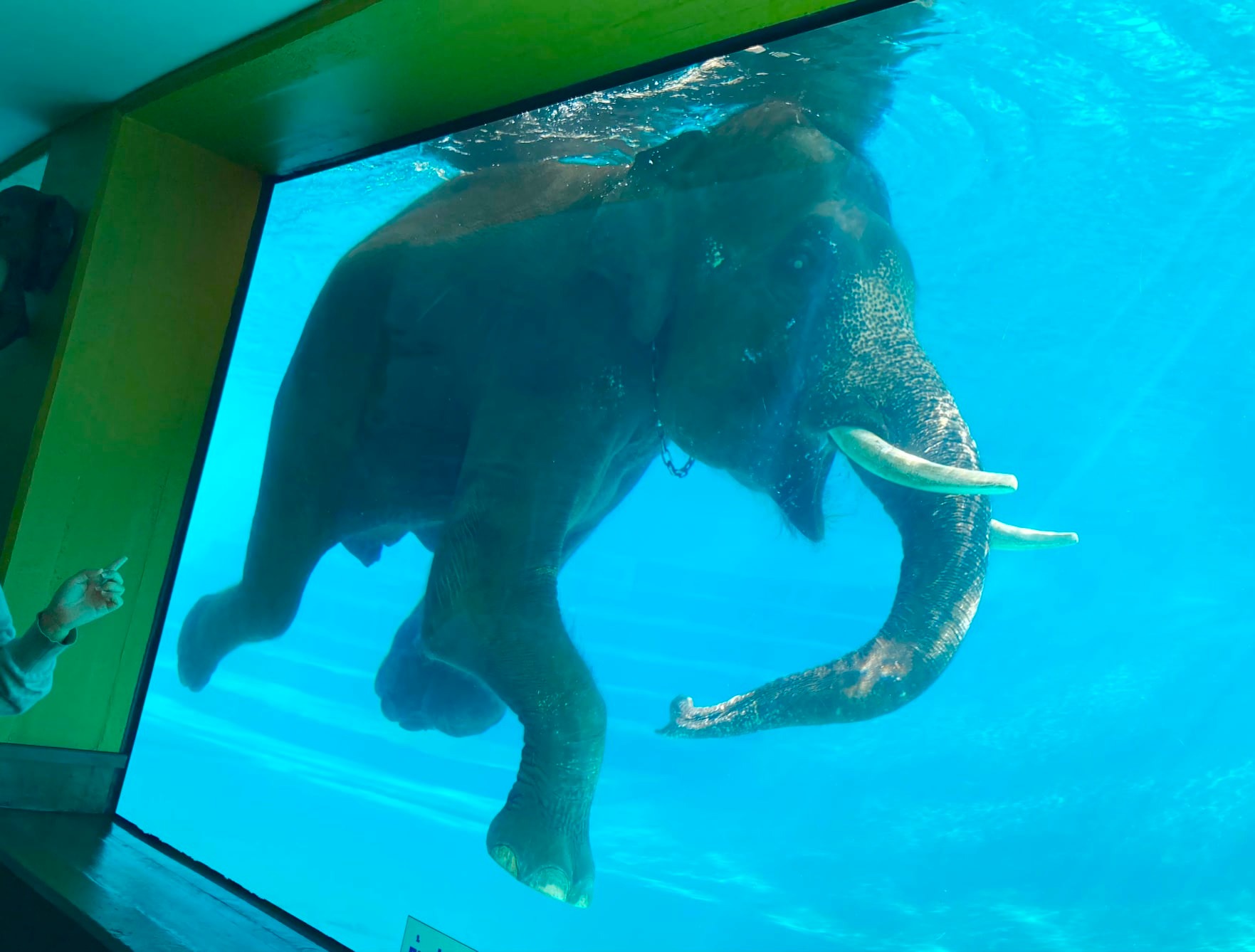 สวนสัตว์เปิดเขาเขียว เปิดให้เด็กๆ เที่ยวฟรี เสาร์หรรษา 8 มกราคม นี้