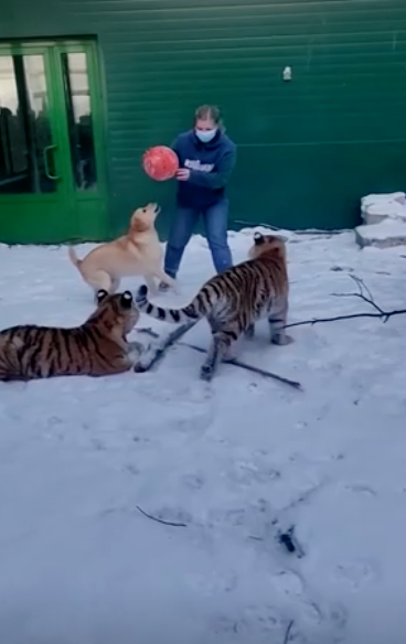 มุ้งมิ้ง!เผยภาพน่ารักเพื่อนแท้ต่างสายพันธุ์ ‘สิงโต-เสือ-สุนัข’เล่นกันอย่างสนุกสนาน มุ้งมิ้ง!เผยภาพน่ารักเพื่อนแท้ต่างสายพันธุ์ ‘สิงโต-เสือ-สุนัข’เล่นกันอย่างสนุกสนาน