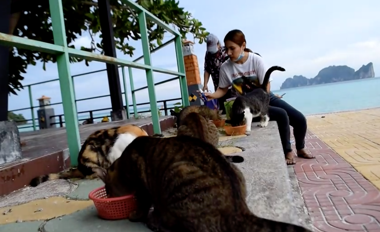 ทาสช่วยน้องด้วย! แมวถูกทิ้งติดเกาะพีพีกว่า 1 พันตัว ผลกระทบโควิด-19 ทาสช่วยน้องด้วย! แมวถูกทิ้งติดเกาะพีพีกว่า 1 พันตัว ผลกระทบโควิด-19