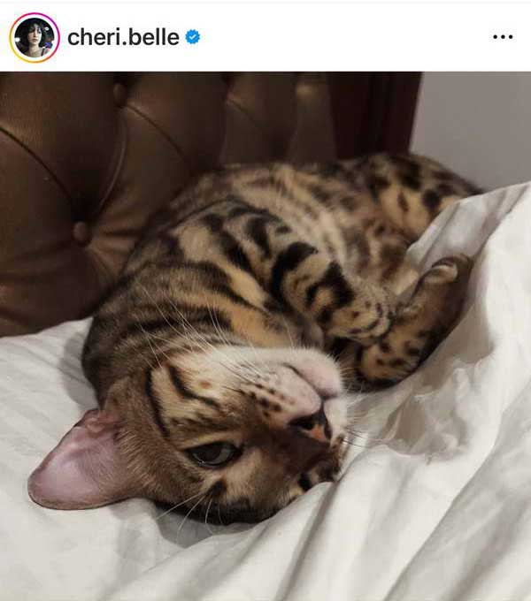 เฌอเบลล์ แมวหาย สายพันธุ์เบงกอล พบมีรางวัลให้ วอนอย่าบอกว่าน้องถูกกินไปแล้ว เฌอเบลล์ แมวหาย สายพันธุ์เบงกอล พบมีรางวัลให้ วอนอย่าบอกว่าน้องถูกกินไปแล้ว