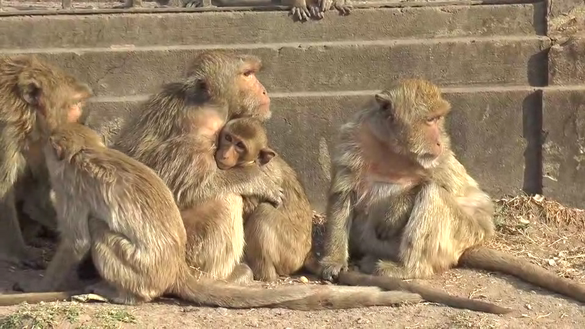 เอ็นดู! ลิงลพบุรี หนาวเหน็บเกาะกลุ่มกันรับไออุ่นจากแสงแดด