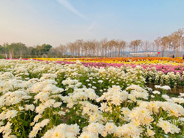 ‘ที่เที่ยววันตรุษจีน’ วังน้ำเขียวจัดงาน ‘เบญจมาศบาน’ สวยที่สุดใน 20 ปี ‘ที่เที่ยววันตรุษจีน’ วังน้ำเขียวจัดงาน ‘เบญจมาศบาน’ สวยที่สุดใน 20 ปี