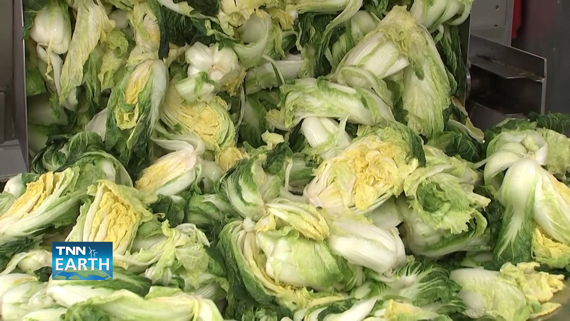 วิกฤตกิมจิในเกาหลีใต้ จากปัญหาสภาพอากาศเปลี่ยนแปลง วิกฤตกิมจิในเกาหลีใต้ จากปัญหาสภาพอากาศเปลี่ยนแปลง