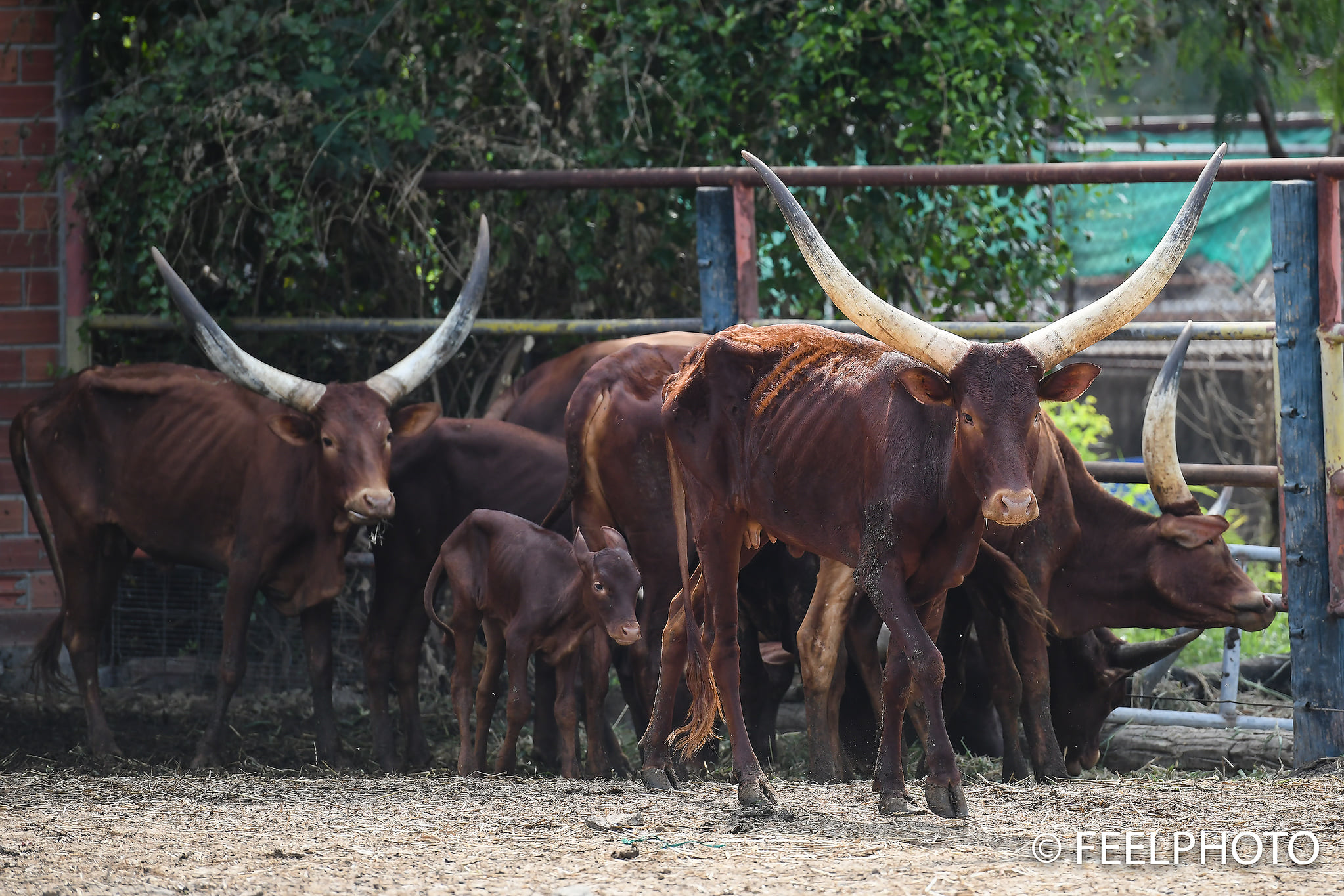 แจงดรามา! ฟาร์มจระเข้เมืองปากน้ำยืนยันไม่เคยปล่อยสัตว์ผอมโซ แจงดรามา! ฟาร์มจระเข้เมืองปากน้ำยืนยันไม่เคยปล่อยสัตว์ผอมโซ