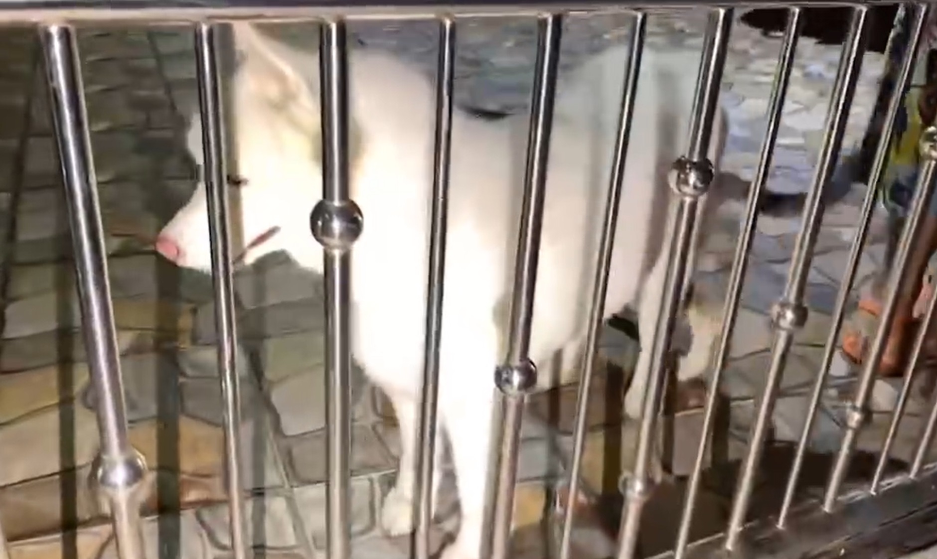 น้องหมาฮีโร่! ปลุกเจ้าของเตือนไฟไหม้ หวิดลุกลามทั้งชุมชน