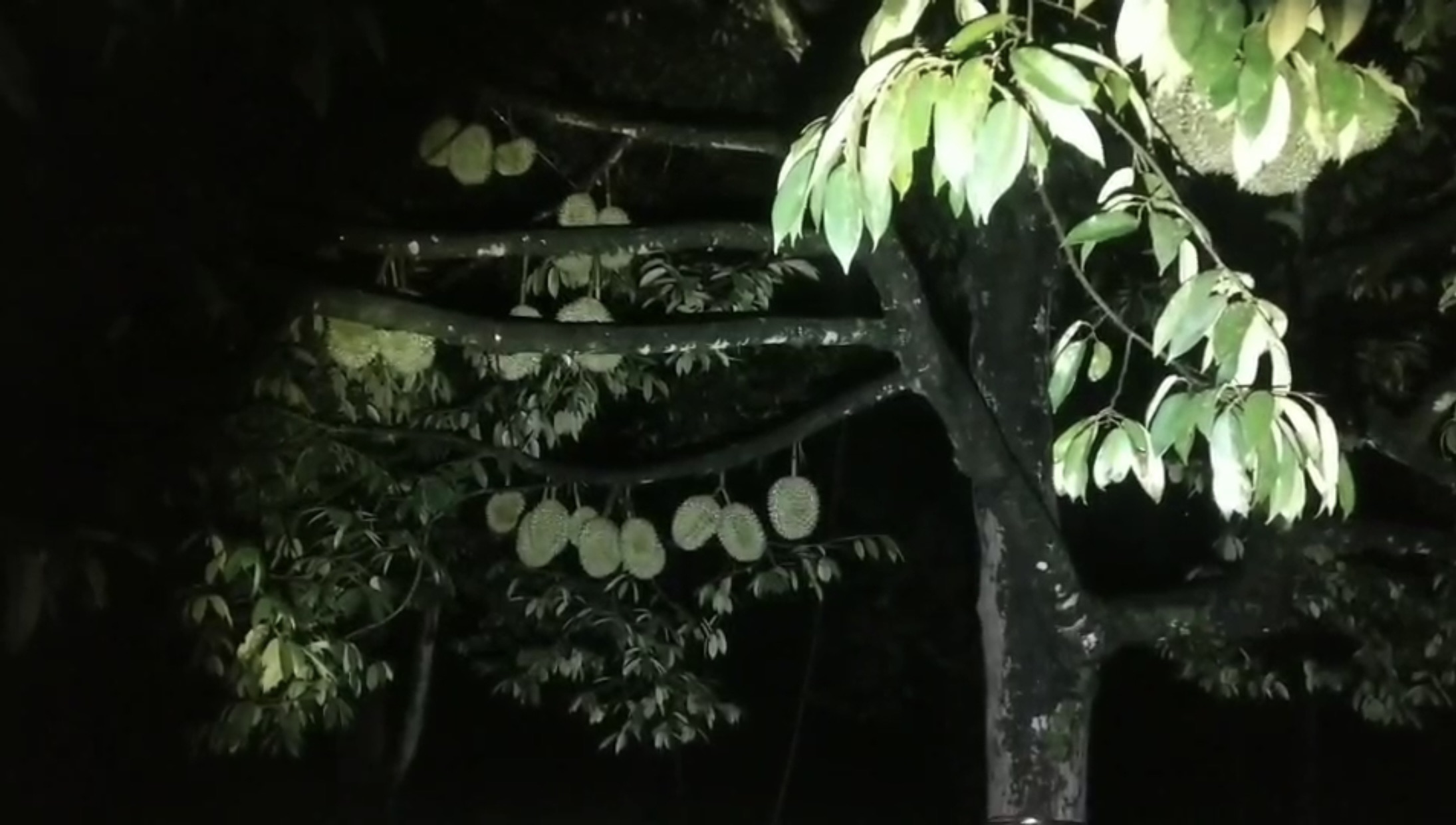 หวังตัดยกสวน! ทุเรียนราคาแพง 2 โจรเหิมออกขโมยกลางดึก หวังตัดยกสวน! ทุเรียนราคาแพง 2 โจรเหิมออกขโมยกลางดึก