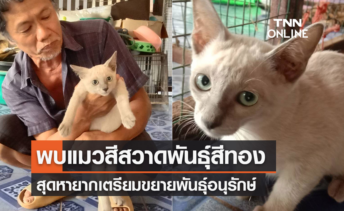 ฮือฮา! พบแมวสีสวาดสายพันธุ์"สีทอง"หายาก เตรียมขยายพันธุ์อนุรักษ์ 