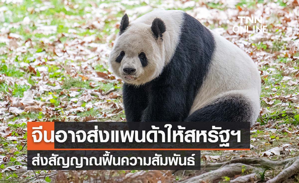 ‘สี จิ้นผิง’ อาจส่งแพนด้าให้สหรัฐฯ ส่งสัญญาณฟื้นความสัมพันธ์