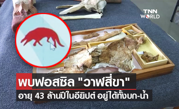 นักวิทย์พบฟอสซิล "วาฬสี่ขา" อายุ 43 ล้านปีในอียิปต์