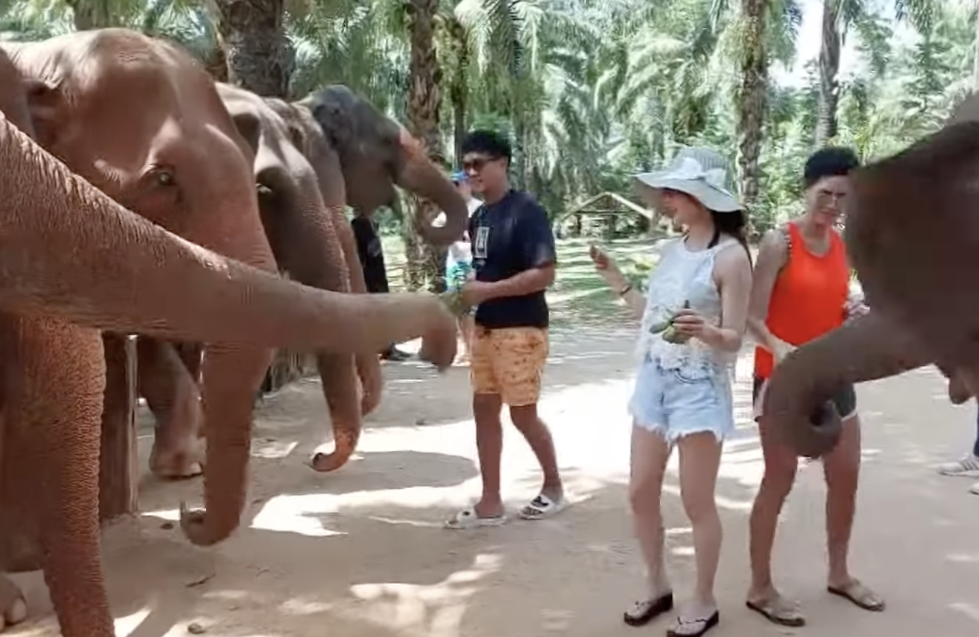 ปางช้างกระบี่จัดท่องเที่ยวแบบใหม่ เรียนรู้ช้างก่อนชมจริง