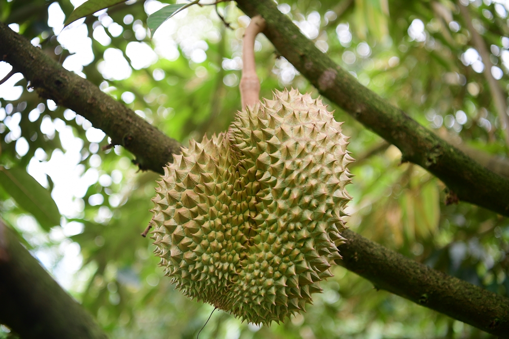 มูลนิธิเจริญโภคภัณฑ์หนุนโครงการตามพระราชประสงค์หมู่บ้านสหกรณ์ต่อเนื่อง ชู “ทุเรียนป่าละอู” มูลนิธิเจริญโภคภัณฑ์หนุนโครงการตามพระราชประสงค์หมู่บ้านสหกรณ์ต่อเนื่อง ชู “ทุเรียนป่าละอู”