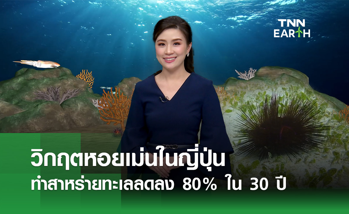 วิกฤตหอยเม่นในญี่ปุ่น ทำสาหร่ายทะเลลดลง 80% ใน 30 ปี