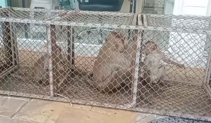 ดีเดย์วันแรกจับ ‘ลิงลพบุรี’ มุ่งเป้าที่จ่าฝูง ลดปัญหาขัดแย้งชาวบ้านในพื้นที่ ดีเดย์วันแรกจับ ‘ลิงลพบุรี’ มุ่งเป้าที่จ่าฝูง ลดปัญหาขัดแย้งชาวบ้านในพื้นที่