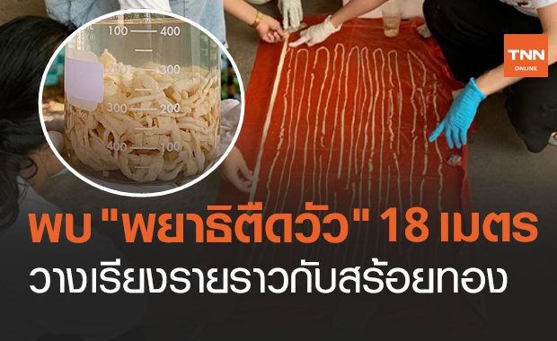ผงะ! พบ "พยาธิตืดวัว" ยาวกว่า 18 เมตร วางเรียงรายราวกับสร้อยทอง
