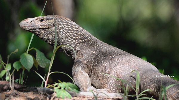 กระต่าย-ครูไพบูลย์ นำสัตว์ป่าคุ้มครองมาทาน ชาวเน็ตเตือนมีสิทธิ์โดนจับ  (มีคลิป)