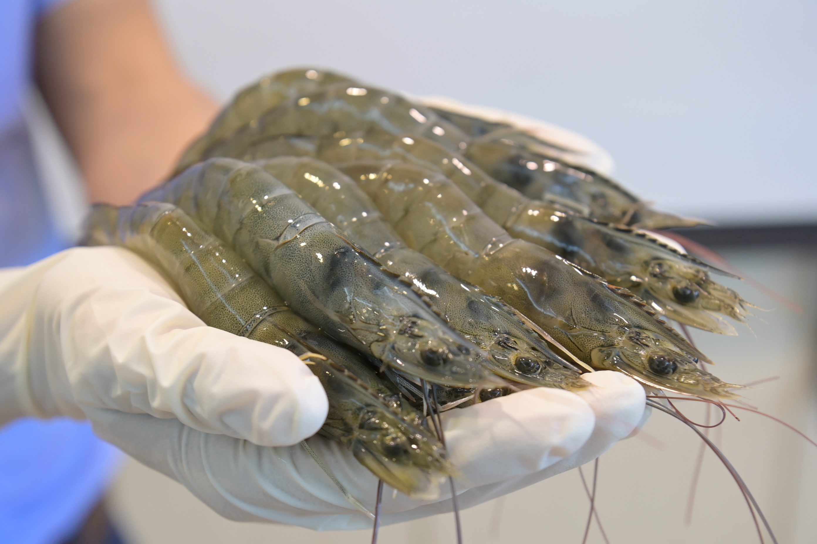 นักวิชาการ CPF ชู “โปรไบโอติก” นวัตกรรมการเลี้ยงกุ้งปลอดภัย ปลอดโรค ปลอดสาร นักวิชาการ CPF ชู “โปรไบโอติก” นวัตกรรมการเลี้ยงกุ้งปลอดภัย ปลอดโรค ปลอดสาร