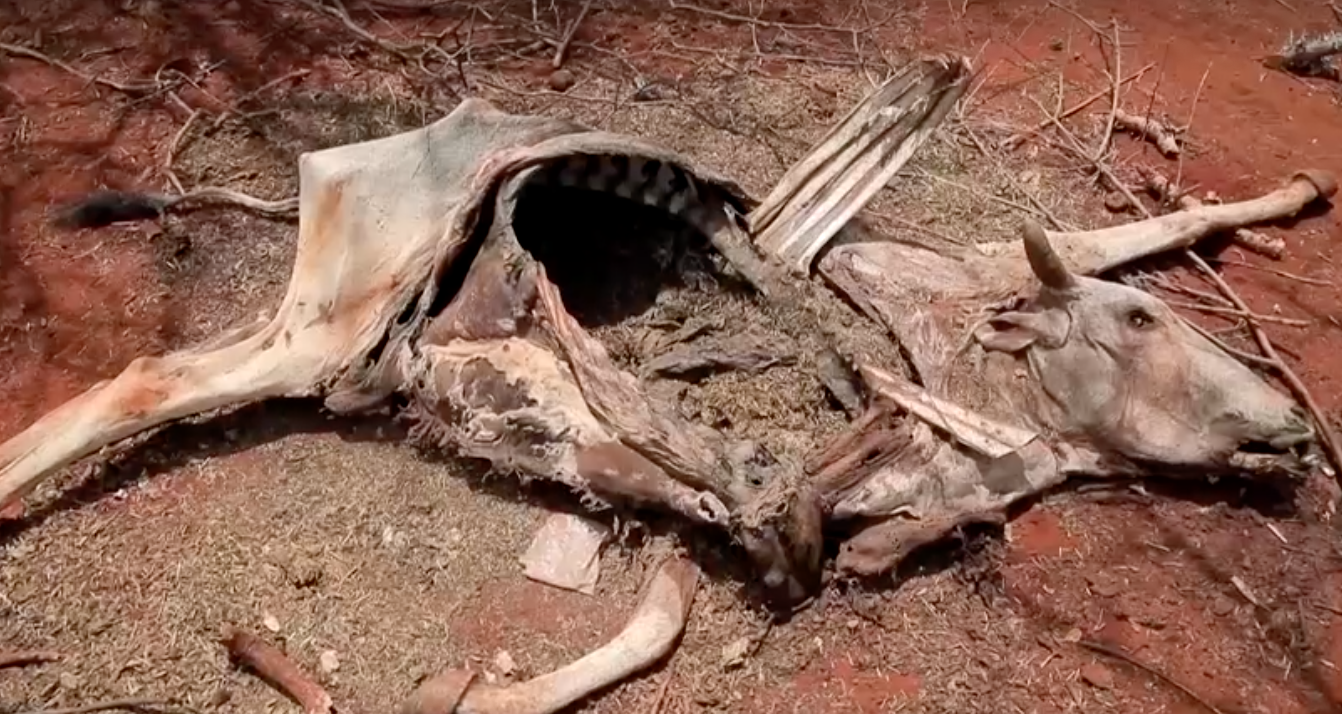 ภัยแล้งรุนแรง! เอธิโอเปียไร้ฝนตก 3 ปี ปศุสัตว์ล้มตาย ภัยแล้งรุนแรง! เอธิโอเปียไร้ฝนตก 3 ปี ปศุสัตว์ล้มตาย