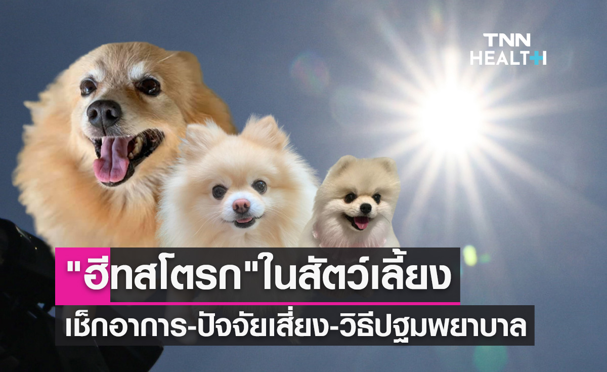 "ฮีทสโตรก" ภัยร้ายของสัตว์เลี้ยง เช็กอาการ-ปัจจัยเสี่ยง-วิธีปฐมพยาบาล