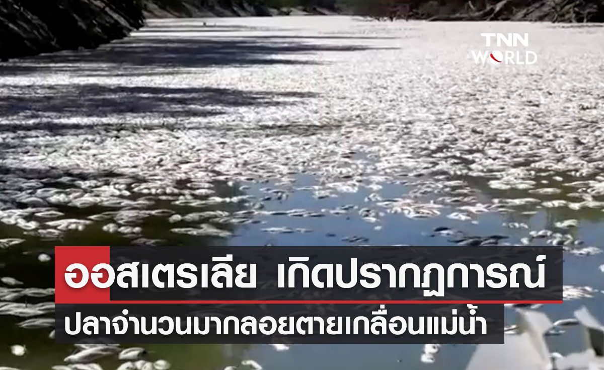 ออสเตรเลีย เกิดปรากฏการณ์ ปลาจำนวนมากลอยตายเกลื่อนแม่น้ำ