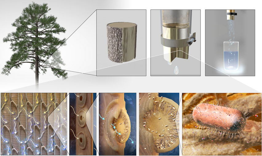 MIT สร้างไส้กรองน้ำจากเนื้อไม้ แก้ปัญหาการขาดแคลนน้ำได้ทั่วโลก MIT สร้างไส้กรองน้ำจากเนื้อไม้ แก้ปัญหาการขาดแคลนน้ำได้ทั่วโลก