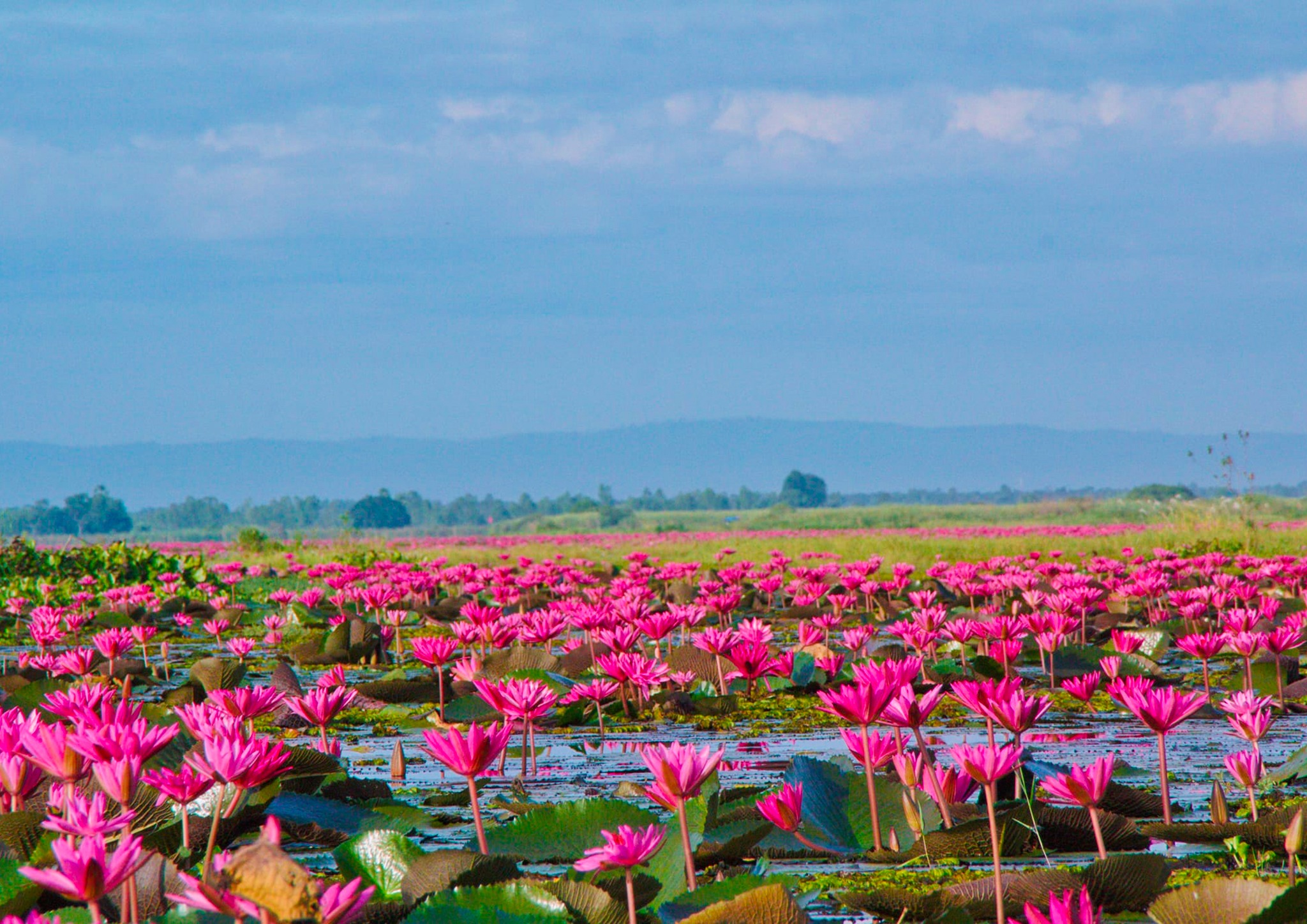 ฤดูหนาว “ทะเลบัวแดง” อุดรธานี บานสะพรั่งทั่วบึงบนพื้นที่กว่าหมื่นไร่ ฤดูหนาว “ทะเลบัวแดง” อุดรธานี บานสะพรั่งทั่วบึงบนพื้นที่กว่าหมื่นไร่