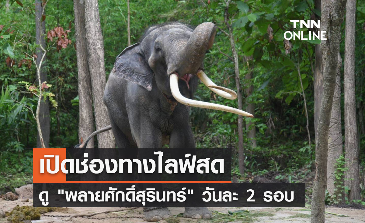 เกาะติด "พลายศักดิ์สุรินทร์" เปิดไลฟ์สดดูความน่ารัก วันละ 2 รอบ เช็กที่นี่!