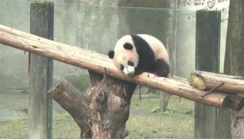 ย้อนรอย “ช่วงช่วง-หลินฮุ่ย” “แพนด้ายักษ์”ทูตสันถวไมตรี “ไทย-จีน” ย้อนรอย “ช่วงช่วง-หลินฮุ่ย” “แพนด้ายักษ์”ทูตสันถวไมตรี “ไทย-จีน”