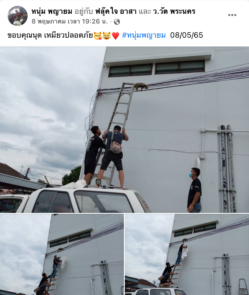 ลุ้นระทึก!เหมียวจอมซนปีนป่ายขึ้นไปห้อยบนสายไฟ เดือดร้อนกู้ภัยเร่งช่วย ลุ้นระทึก!เหมียวจอมซนปีนป่ายขึ้นไปห้อยบนสายไฟ เดือดร้อนกู้ภัยเร่งช่วย