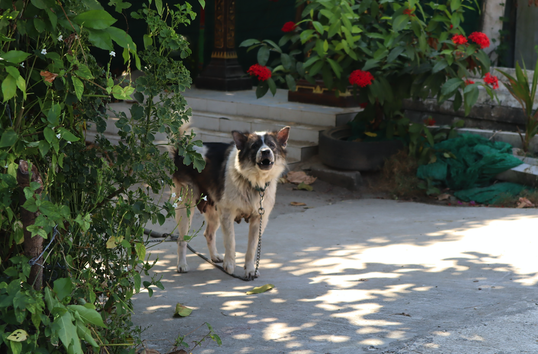 จนได้!บางแก้ววิ่งไล่นร. โดนกัดแล้ว 1 ราย เจ้าของบอกอย่ามองตาหมา