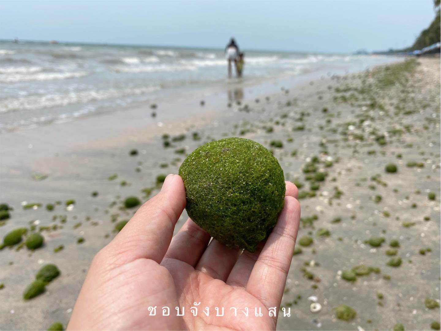 สุดแปลก! ‘สาหร่ายก้อนกลม’ เต็มหาดบางแสน น่ารักจนต้องแชร์รัวๆ สุดแปลก! ‘สาหร่ายก้อนกลม’ เต็มหาดบางแสน น่ารักจนต้องแชร์รัวๆ