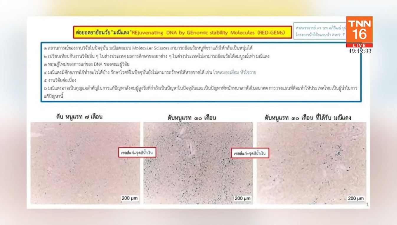 รู้จัก มณีแดง หรือ RED-GEMs ยาต้านความชรา ไทยค้นพบครั้งแรกของโลก!