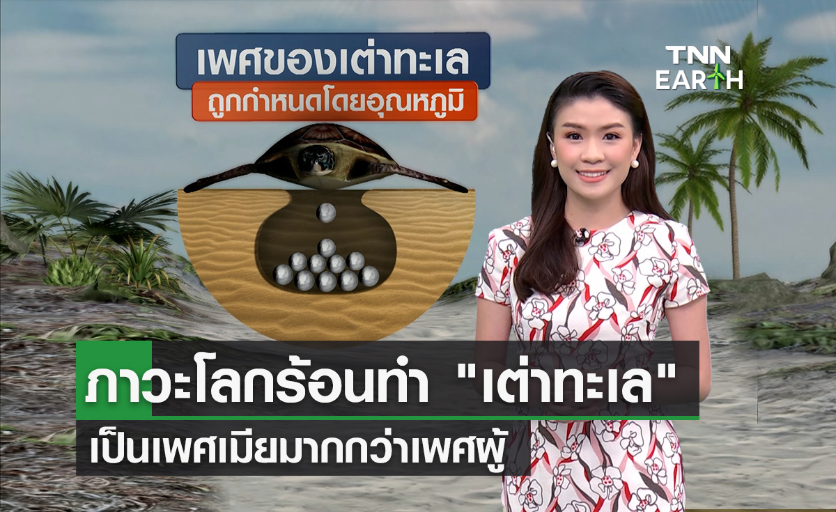 ภาวะโลกร้อนทำ "เต่าทะเล" เกิดใหม่เป็นเพศเมียมากกว่าเพศผู้