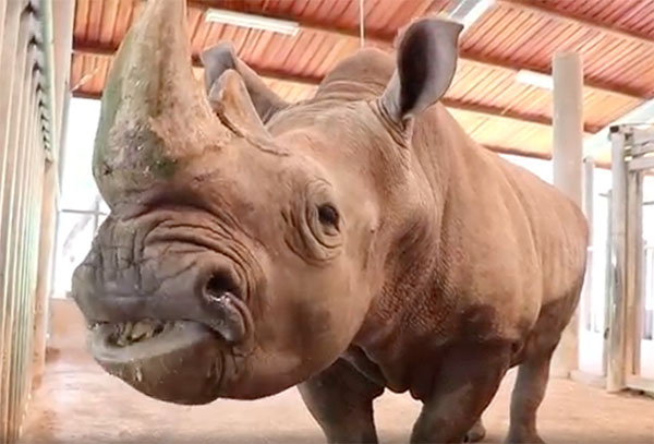 22 ก.ย.พรุ่งนี้ “วันแรดโลก” สวนสัตว์เชียงใหม่ชวนปลุกจิตสำนึกร่วมอนุรักษ์ 22 ก.ย.พรุ่งนี้ “วันแรดโลก” สวนสัตว์เชียงใหม่ชวนปลุกจิตสำนึกร่วมอนุรักษ์