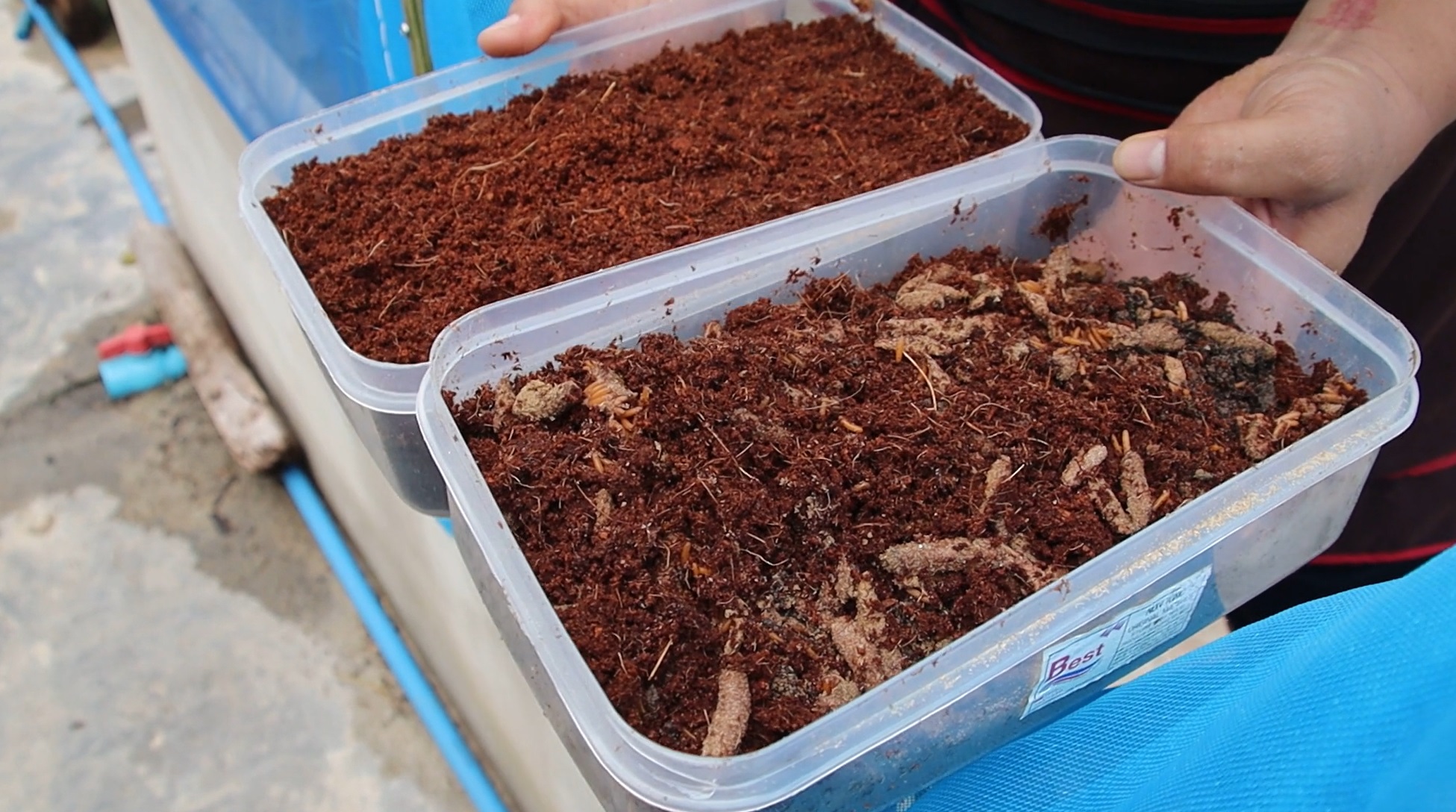 ตั๊กแตนปาทังก้าฟีเวอร์! สร้างรายได้ 3-5 หมื่นบาทต่อเดือน