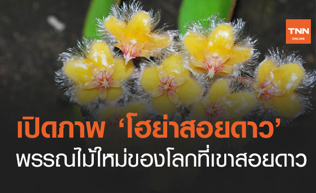 เปิดภาพพรรณไม้ใหม่ "โฮย่าสอยดาว" พบที่เขาสอยดาวแห่งเดียวในโลก