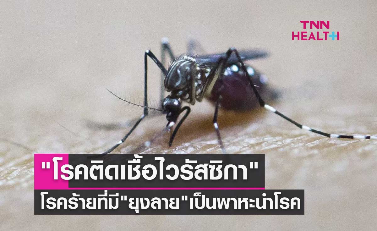 "โรคติดเชื้อไวรัสซิกา" โรคร้ายที่มี "ยุงลาย" เป็นพาหะนำโรค พบผู้ป่วยแล้ว 24 จังหวัด