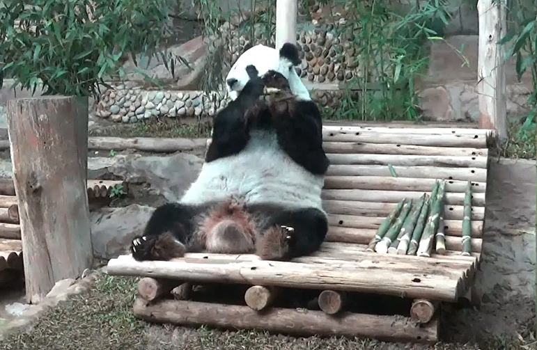 เตรียมเปิดสวนหลังบ้านให้ หลินฮุ่ย ออกมาสัมผัสธรรมชาติในรอบกว่า 2 ปี