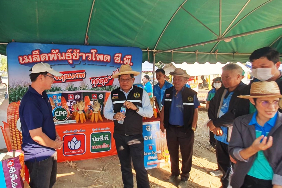 กรมส่งเสริมการเกษตร ร่วมรณรงค์สาธิตเก็บเกี่ยวข้าวโพดเลี้ยงสัตว์หลังนา จ.นครสวรรค์