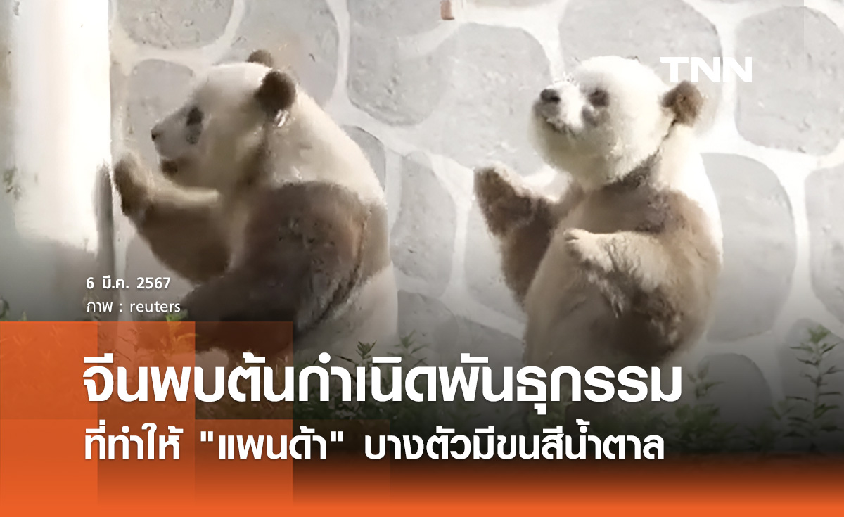 จีนพบต้นกำเนิดทางพันธุกรรมทำให้ "แพนด้า" บางตัวมีขนสีน้ำตาล