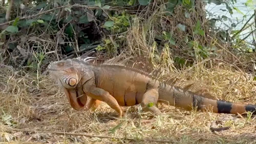 “เอเลียน สปีชีส์” สายพันธุ์อันตรายจากต่างแดน “เอเลียน สปีชีส์” สายพันธุ์อันตรายจากต่างแดน
