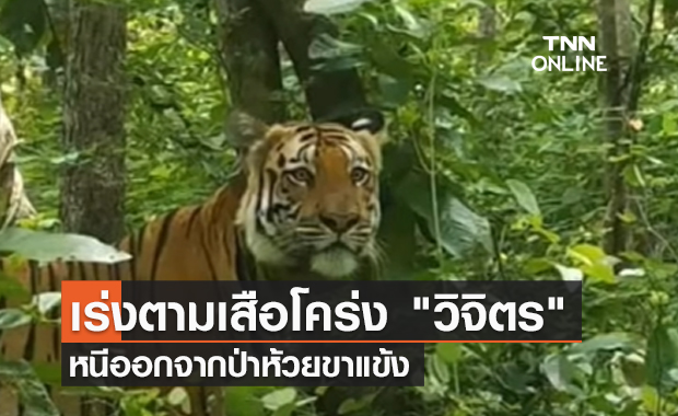 (คลิป) เร่งตามเสือโคร่ง "วิจิตร" หนีออกจากป่าห้วยขาแข้ง
