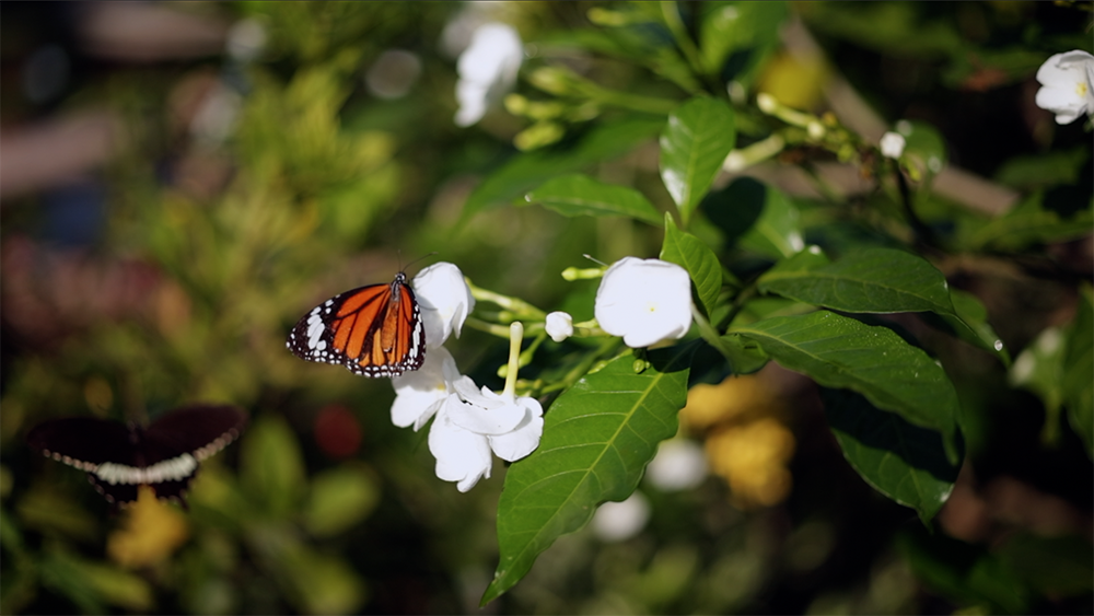 สัมผัสประสบการณ์ Everyone’s Wellness รับปีใหม่ก่อนใคร! ที่ RXV “รักษ วิลเลจ สามพราน” สัมผัสประสบการณ์ Everyone’s Wellness รับปีใหม่ก่อนใคร! ที่ RXV “รักษ วิลเลจ สามพราน”