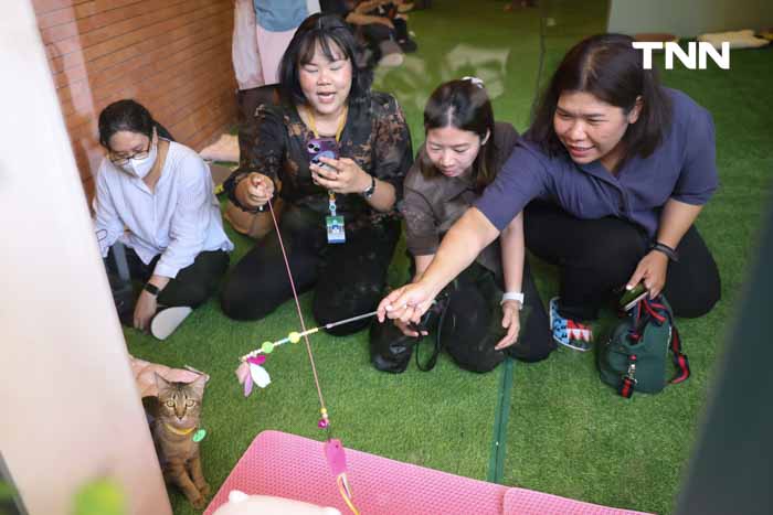กทม.ชวนหาบ้านให้น้องแมว พบป่ะคนรักสัตว์ในงาน BKK EXPO 2024 กทม.ชวนหาบ้านให้น้องแมว พบป่ะคนรักสัตว์ในงาน BKK EXPO 2024