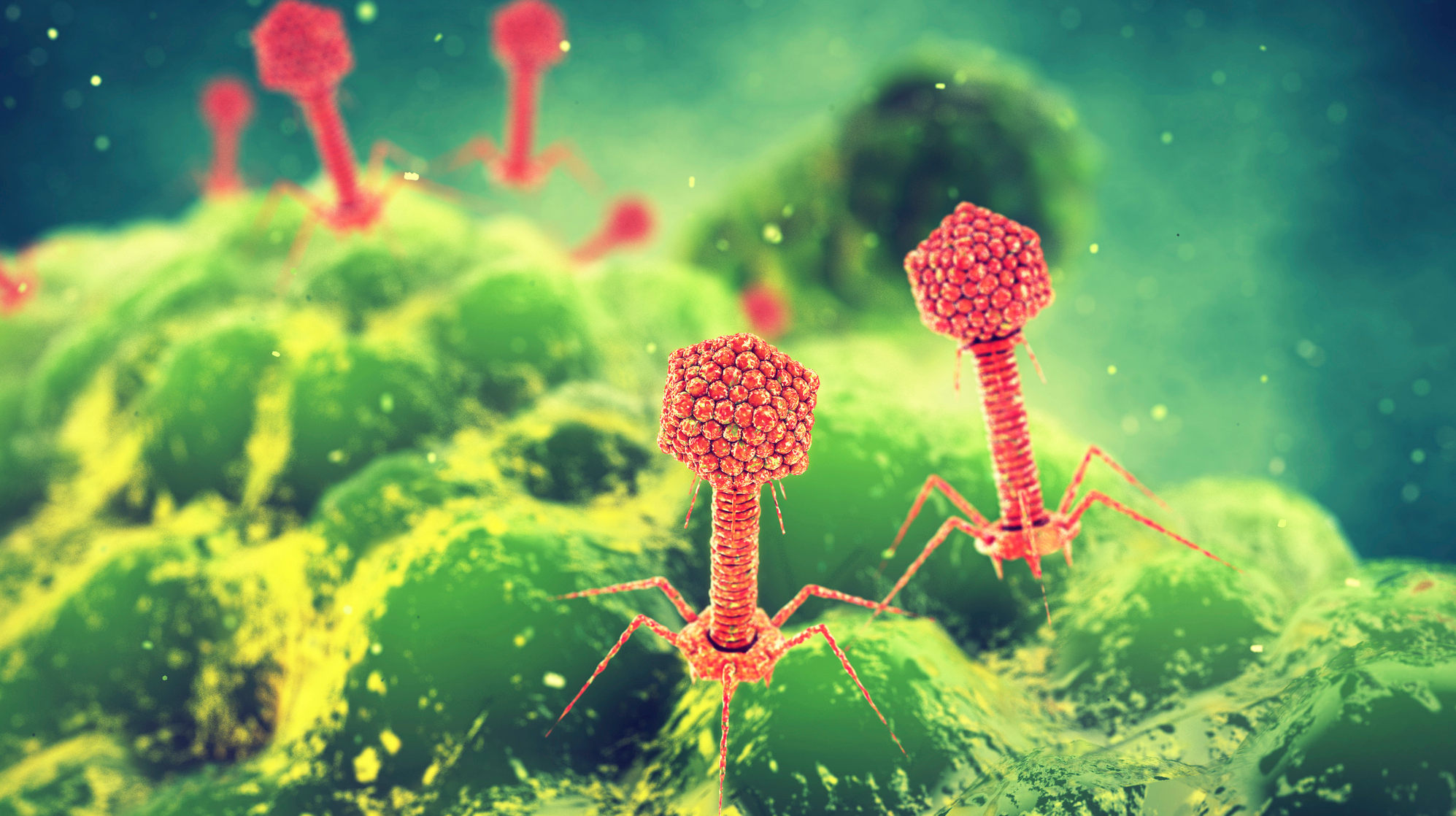 Phage ไวรัสกำจัดแบคทีเรีย ใช้รักษาโรคติดเชื้อดื้อยาปฏิชีวนะ Phage ไวรัสกำจัดแบคทีเรีย ใช้รักษาโรคติดเชื้อดื้อยาปฏิชีวนะ