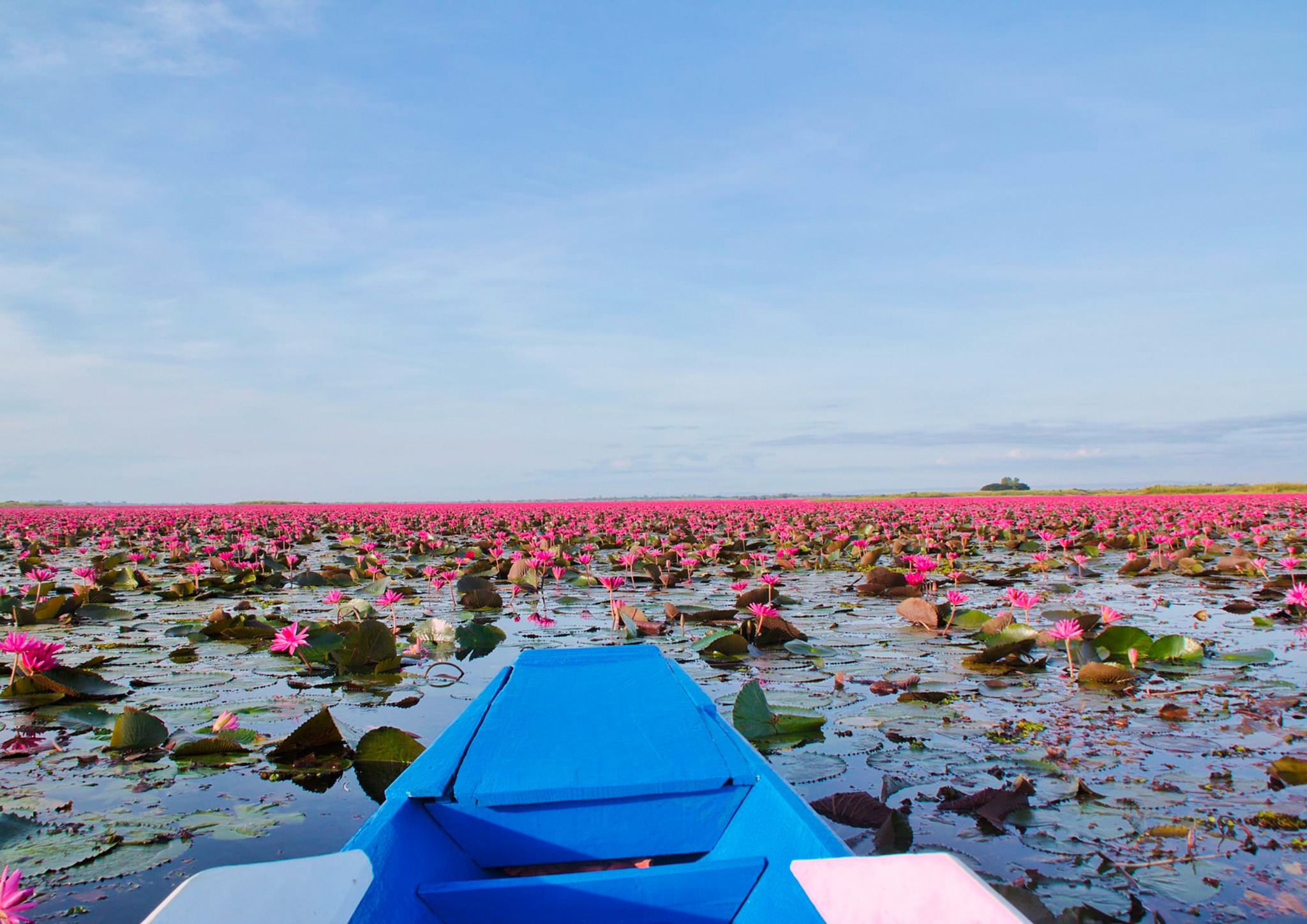 ฤดูหนาว “ทะเลบัวแดง” อุดรธานี บานสะพรั่งทั่วบึงบนพื้นที่กว่าหมื่นไร่ ฤดูหนาว “ทะเลบัวแดง” อุดรธานี บานสะพรั่งทั่วบึงบนพื้นที่กว่าหมื่นไร่