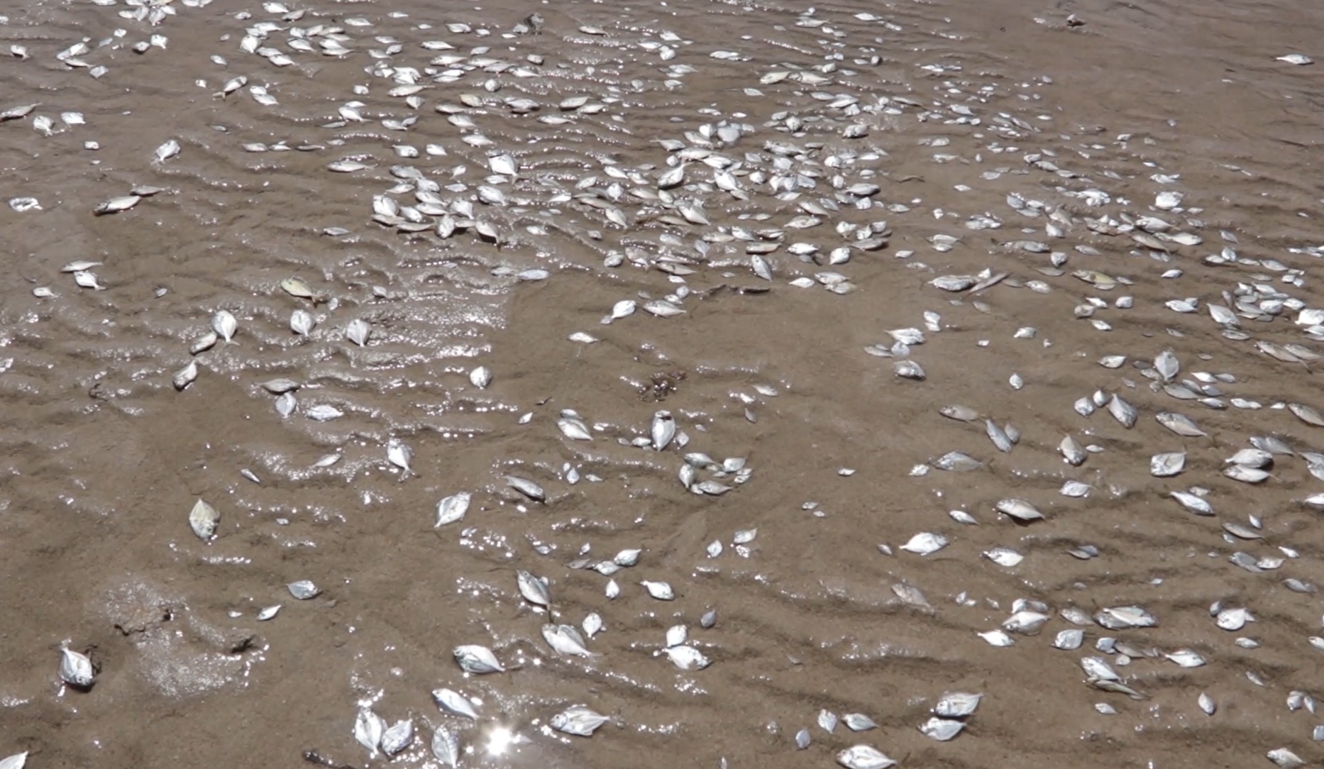 เตือนอย่าเก็บไปกิน! เปิดภาพ ปู กุ้ง ปลาตายเกลื่อน หาดทุ่งวัวแล่น เตือนอย่าเก็บไปกิน! เปิดภาพ ปู กุ้ง ปลาตายเกลื่อน หาดทุ่งวัวแล่น